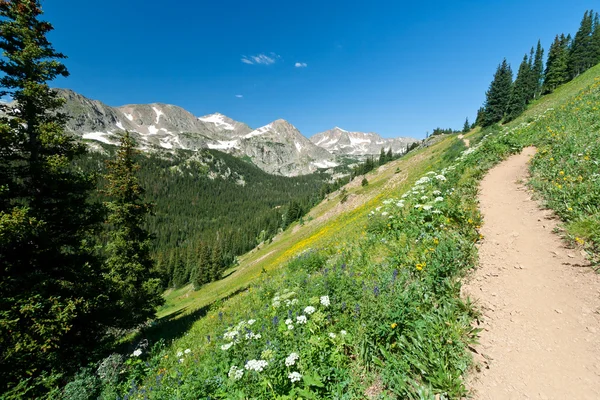 Sentiero si arrampica attraverso i fiori di montagna — Foto Stock