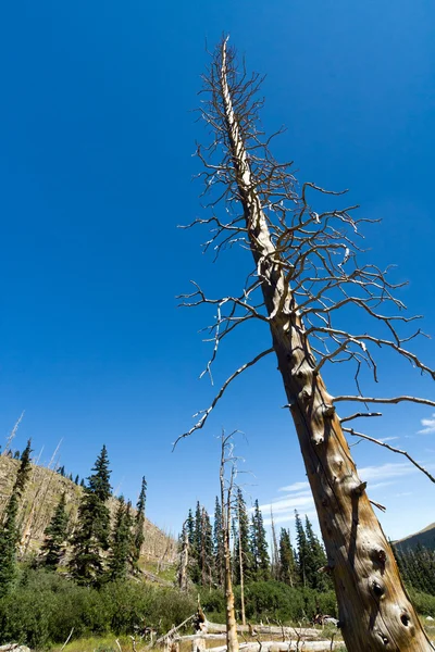一棵枯树的骨架 — 图库照片