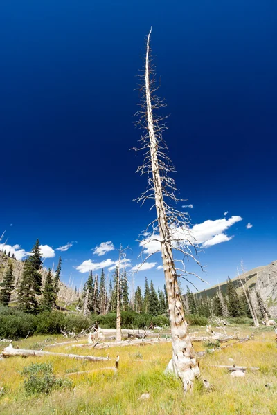 Dead Tree From Forest Fire — Stock Photo, Image