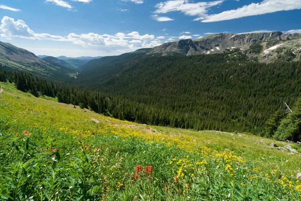 山の野生の花風景 — ストック写真