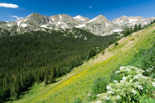 Wilde bloemen berglandschap — Stockfoto