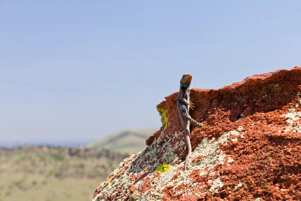 Kleurrijke hagedis die zich voordeed op een rots — Stockfoto