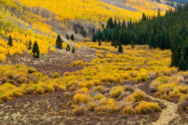 Colorado sonbahar dağ manzarası