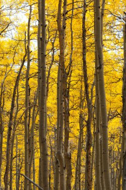 Aspen Forest in Fall clipart