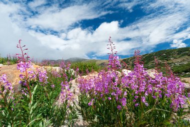 Colorado Wildflowers Blooming in Summer clipart