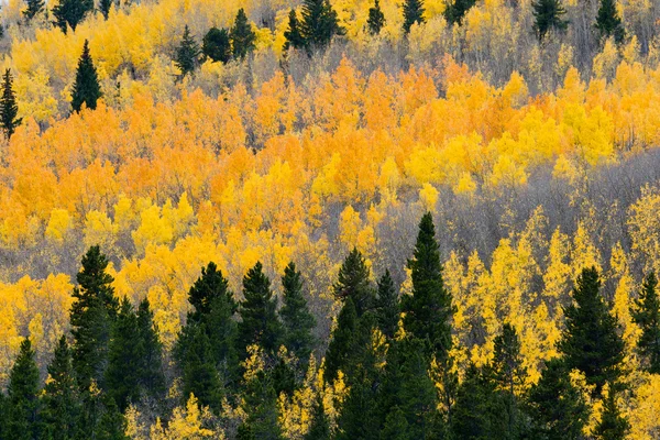 Colorful Fall Aspen Forest — Fotografie, imagine de stoc