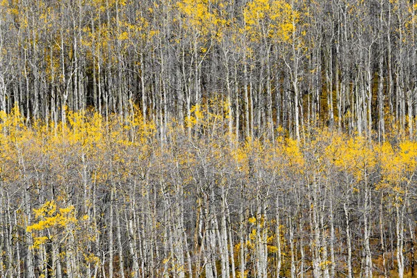 Padrão de tronco de árvore de Aspen — Fotografia de Stock