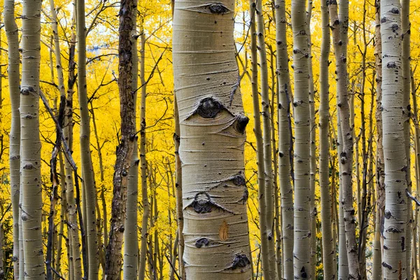 Aspen árvore tronco closeup — Fotografia de Stock