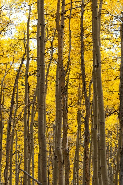 在秋天的阿斯彭森林 — 图库照片