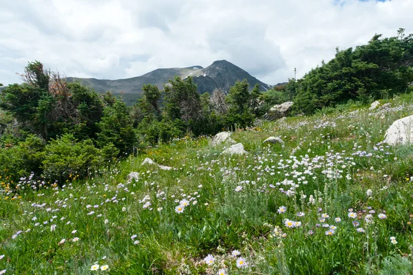 stock image Meadow of Mountain Wildflowers