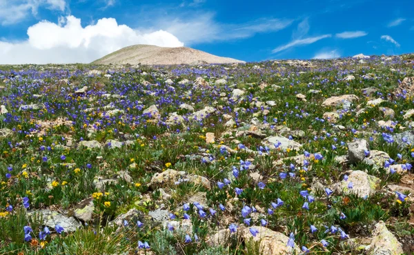 Feld der sommerlichen Wildblumen — Stockfoto
