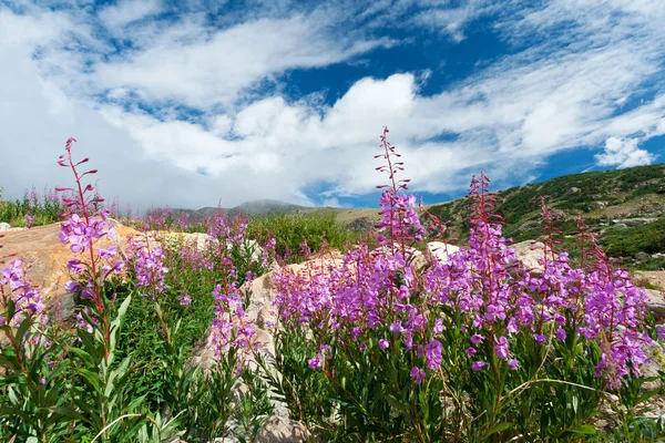 Colorado Wildblumen blühen im Sommer — Stockfoto
