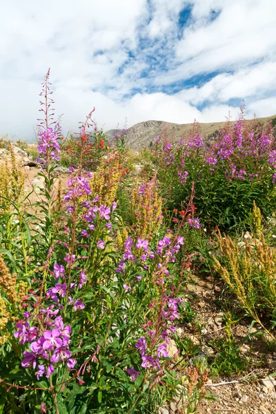 stock image Wildflowers Blooming in Summer