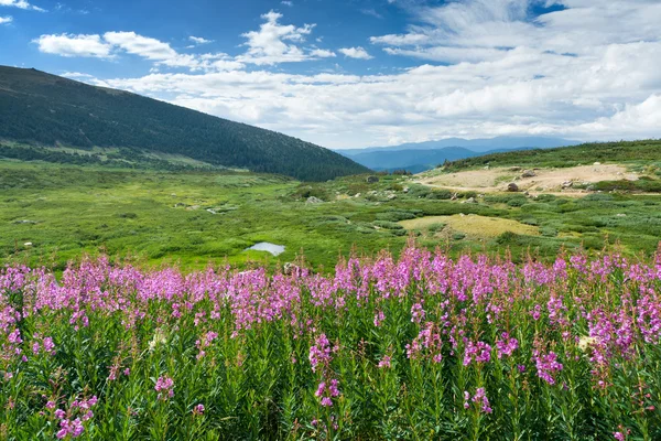 Wilde bloemen zomer berglandschap — Stockfoto