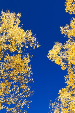 Yellow Aspen Leaves On Blue Sky clipart