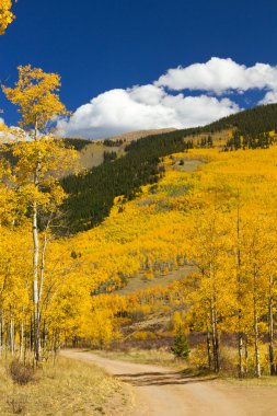 Dirt Road Through Colorado Aspen Forest In Fall clipart