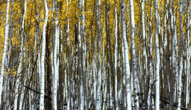 Aspen Trees Abstract Natural Background Pattern clipart