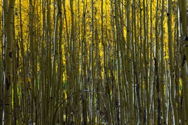 Aspen Trees Abstract Natural Background Pattern clipart