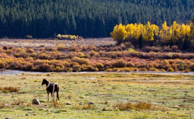 Yalnız at colorado dağ vadisinde grazes.