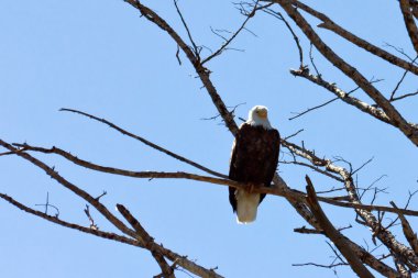 Amerikan kel kartal ağaca tünemiş