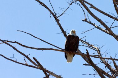 American Bald Eagle Perched On A Tree clipart