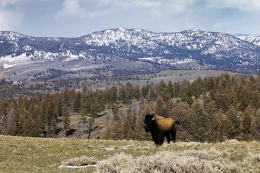 Proud American Bison Stands Alone clipart