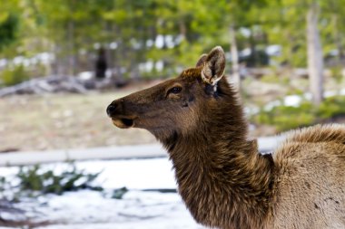 yellowstone Milli Parkı'korkutucu yetişkin elk stare down