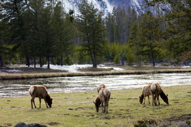 Aile incelikle yellowstone otlatma geyik sürüsü