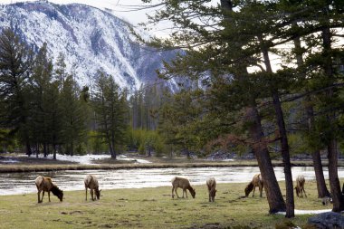 Family Of Elk Grazing Along The River In Yellowstone clipart