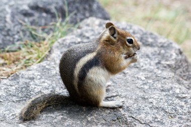 Rocky Mountain Chipmunk Nibbles On A Nut clipart