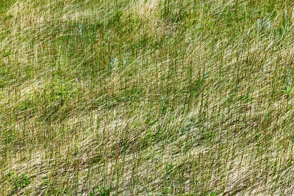 绿草自然纹理背景图案 2 — 图库照片