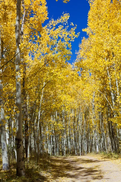 Camino de la suciedad a través de Colorado Aspen Forest en otoño — Foto de Stock