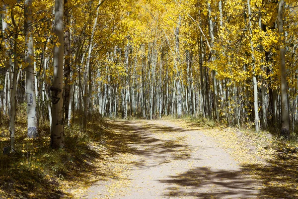 Onverharde weg door een bos van Aspen In Colorado #2 — Stockfoto