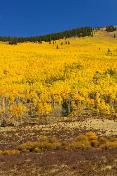 ポプラの木のコロラド州の山 — ストック写真