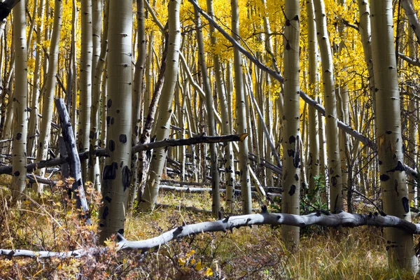 Floresta grossa de Aspen nas Montanhas Rochosas do Colorado em Outono — Fotografia de Stock