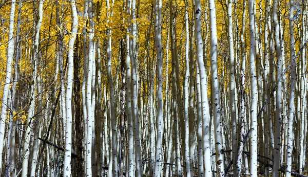 Aspen bomen abstracte natuurlijke achtergrondpatroon — Stockfoto