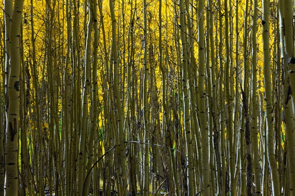 Aspen träd abstrakt naturliga bakgrundsmönster — Stockfoto
