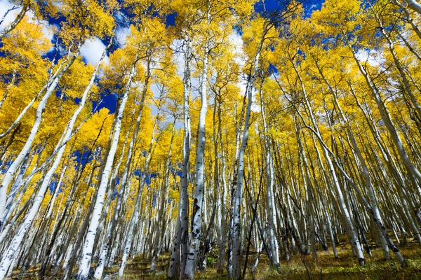 Hoge gele aspen bomen in colorado bos — Stockfoto