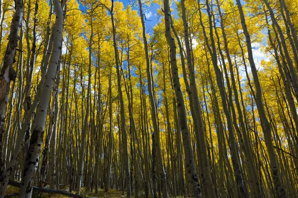 Falla aspen skog i colorado klippiga bergen — Stockfoto
