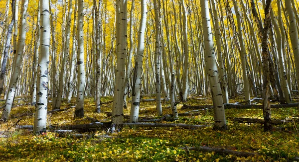 Bosbodem bedekt met gele aspen bladeren — Stockfoto