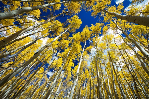 Rodeado por uma floresta de altas árvores douradas de Aspen — Fotografia de Stock