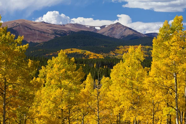 科罗拉多洛矶山脉和在秋天金黄白杨树 — 图库照片