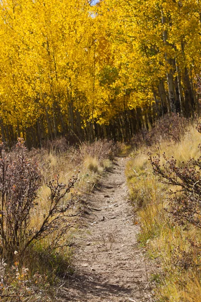 秋に黄金のアスペンの森の中のトレイルをハイキング — ストック写真