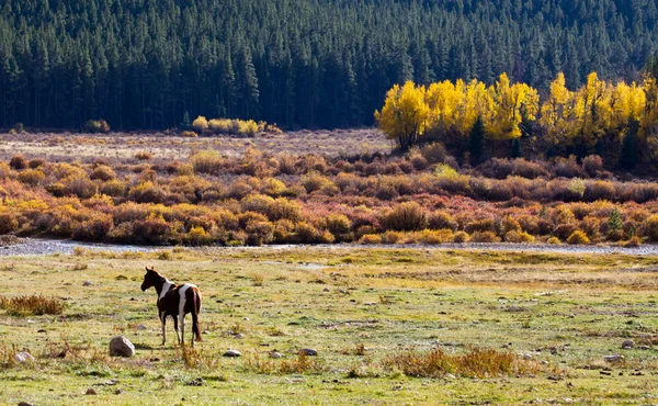 Magányos lovas horzsolások Colorado hegyi-völgy — Stock Fotó