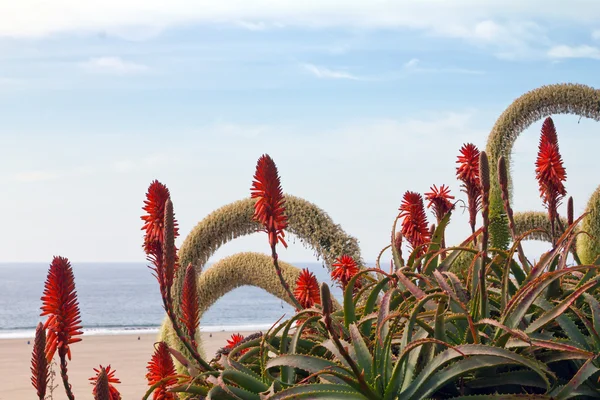 Fiori in fiore sullo sfondo della spiaggia — Foto Stock