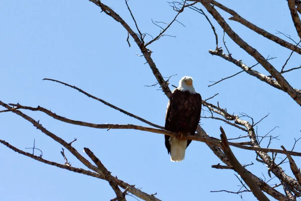 Bielik amerykański zawieszeni na drzewie — Zdjęcie stockowe