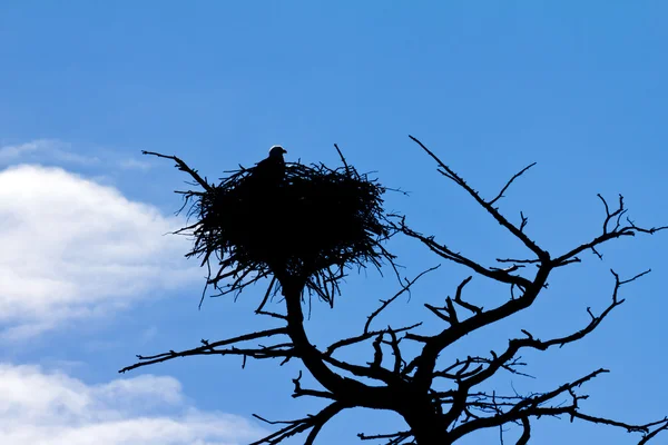 stock image American Bald Eagle Watches Its Nest