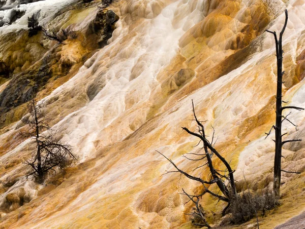 Mamut Kaplıcalar closeup yellowstone Milli Parkı — Stok fotoğraf