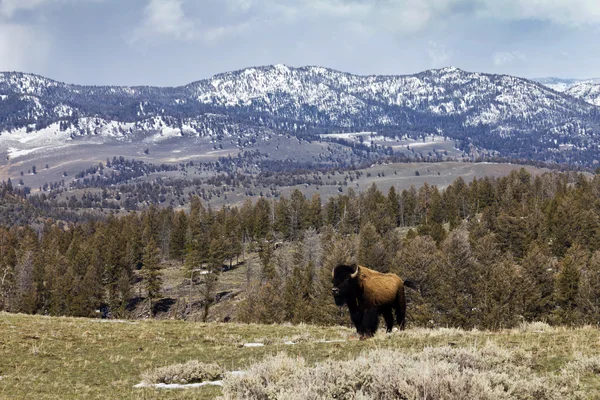 Гордый американский бизон стоит в одиночестве — стоковое фото