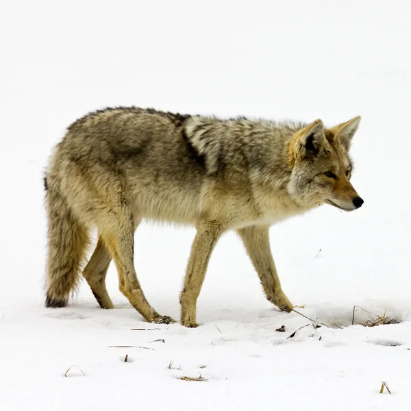 Lone coyote rensas för mat i yellowstone national park — Stockfoto